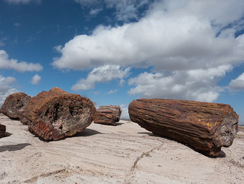 Petrified Forest NP